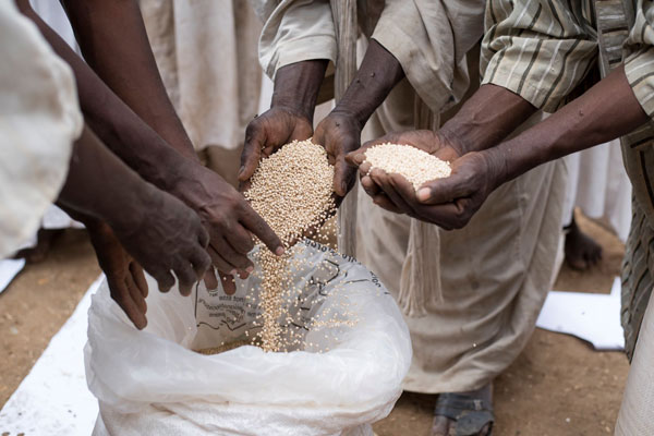 المملكة المتحدة وبرنامج الأغذية العالمي يدعمان المزارعين وأسرهم في السودان