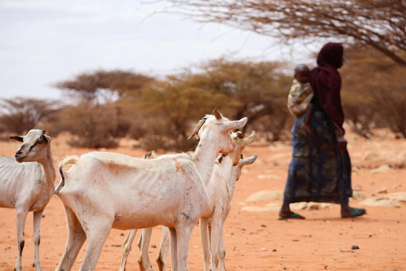 الصورة: برنامج الأغذية العالمي/جنيف كوستوبولوس ، في الصورة: ماعز ومزارعة تكافح في الصومال.