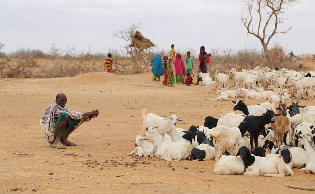 أدى الجفاف الممتد إلى زيادة حالات نفوق الماشية، وانهيار سبل كسب الرزق الرعوية وارتفاع مستويات الجوع وسوء التغذية. صورة لبرنامج الأغذية العالمي/بيتر سميردون
