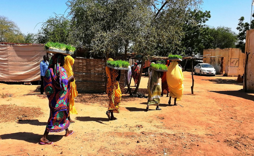نساء يمشين إلى بيوتهن حاملين صواني من العلف الطازج. الصورة: برنامج الأغذية العالمي / عبد العزيز عبد المؤمن