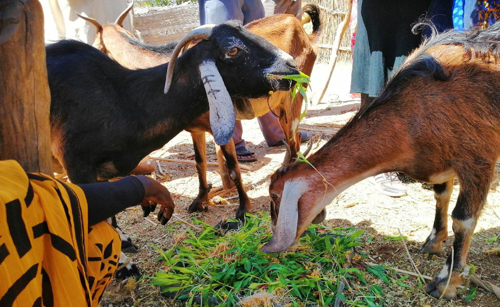 الحيوانات تتغذى على العلف المزروع داخل الوحدة المائية. الصورة: برنامج الأغذية العالمي / عبد العزيز عبد المؤمن