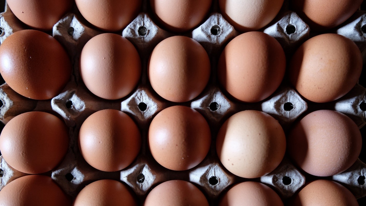 يمكن حفظ البيض في الثلاجة لمدة تصل إلى ثلاثة أسابيع. الصورة: برنامج الأغذية العالمي