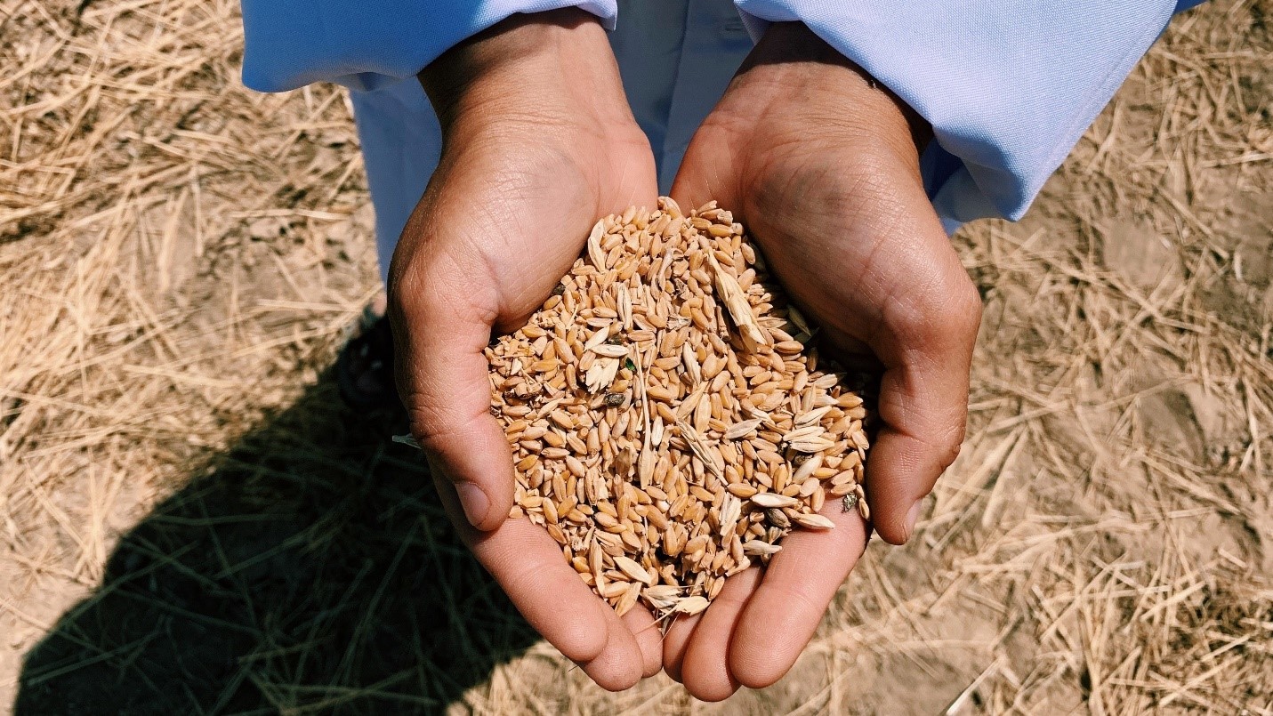 حفنة قمح في قيرجيزستان. الصورة: برنامج الأغذية العالمي / أيشوريك زونوسوفا