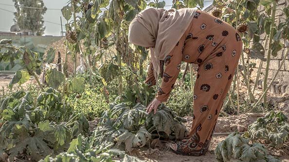 في يوم الأغذية العالمي، منظمة الأغذية والزراعة والصندوق الدولي للتنمية الزراعية وبرنامج الأغذية العالمي والبنك الدولي يجددون التزامهم بمواصلة البحوث الرائدة لدعم الأمن الغذائي في العراق