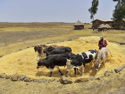 A farmer tramples wheat with oxen and donkey