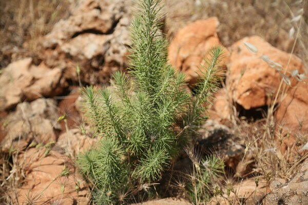 A small plant in dry soil
