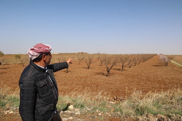 Climate impact on farming in Swaida governorate.