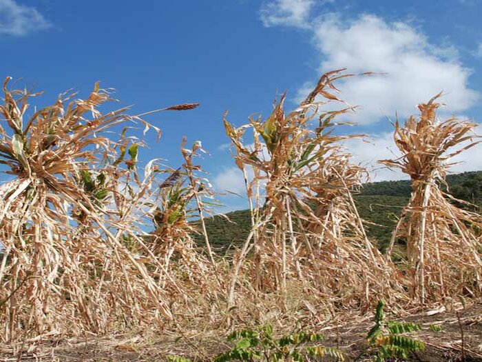 Crops growing on a field