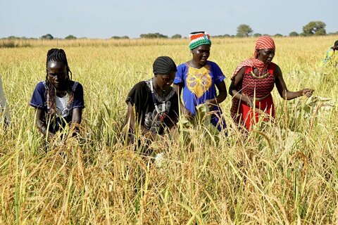 الأرز للإنقاذ: مبادرة من برنامج الأغذية العالمي تغير الحياة في جنوب السودان الذي يعاني من الفيضانات