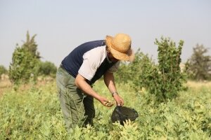 سوريا: إنتاج القمح يتحسن نتيجة الأمطار الجيدة لكن حالة الأمن الغذائي لا تزال قاتمة