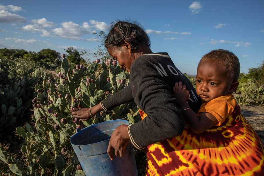 A woman collects prickly pear cactus fruit in Madagascar - a key food in surviving droughts. Photo: WFP/Gabriela Vivacqua