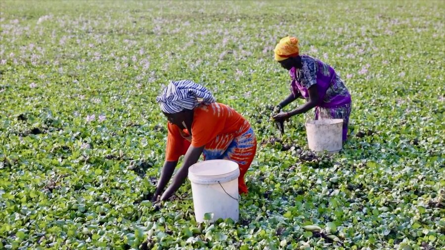 Women harvesting water lilies for food and fuel in South Sudan, one of 15 flashpoint countries for child wasting. Photo: WFP/Samantha Reinders