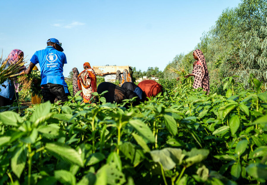 A WFP employee sporting a blue T-shirt works for women farmers in eastern Sudan, with their crops in the foreground. Photo: WFP/Abubakar Garelnabei