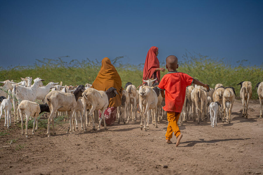 Two women and a little boy in colourful garments herd sheep. Photo: WFP/Mahad Said