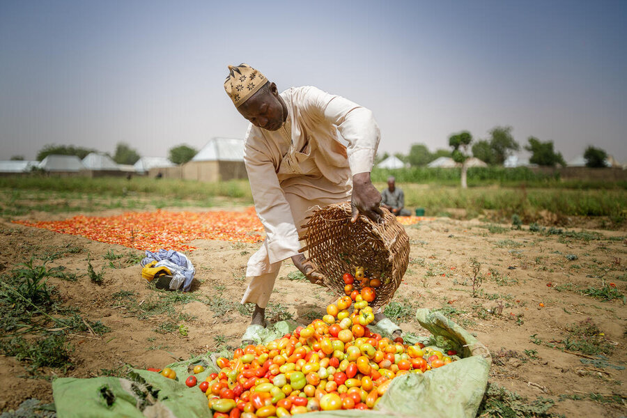 Copilot said:  A farmer empties a basket of freshly harvested tomatoes onto a tarp in a rural field, with drying produce and village homes in the background.
