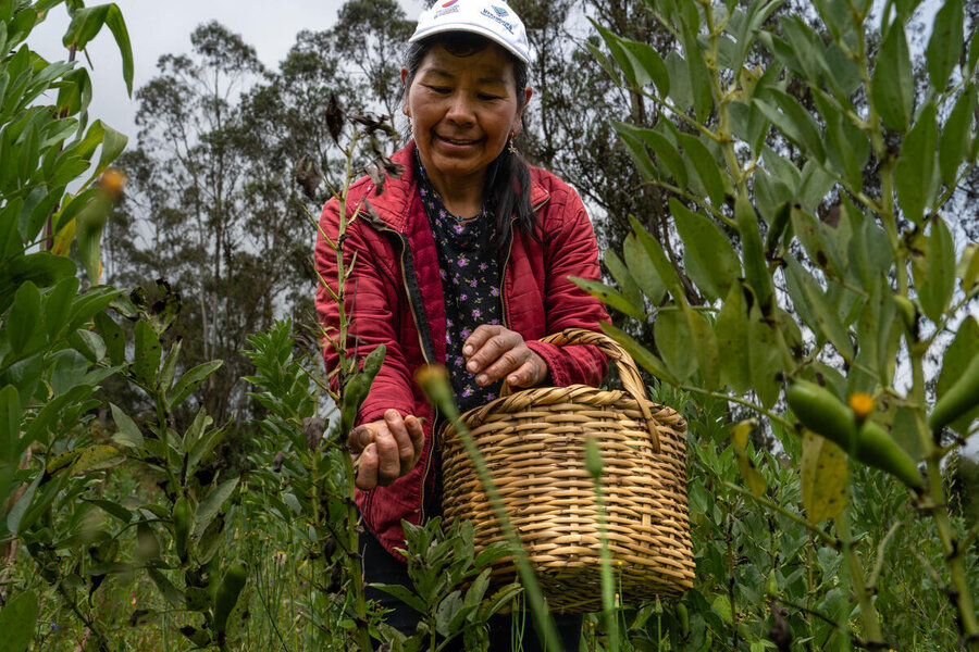 Person harvests broad beans in a green field, placing freshly picked pods into a woven basket surrounded by tall plants and trees.