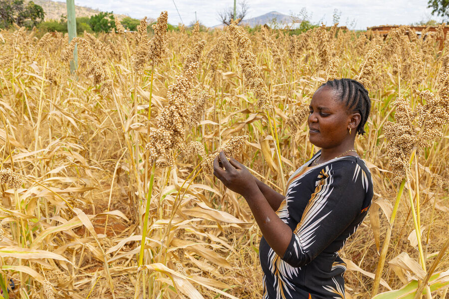 Person examines mature sorghum heads in a dry agricultural field, assessing the crop among tall golden stalks with hills visible in the distance.