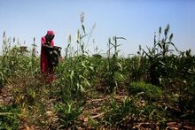 جنوب السودان يواجه مستويات بالغة من انعدام الأمن الغذائي