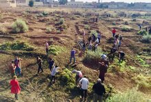 يعود المشاركون إلى العمل في محافظة نينوى، حيث يقومون بزراعة أشجار الزيتون التي دمرت أثناء النزاع. الصورة: برنامج الأغذية العالمي/صورة أرشيفية  