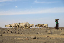 أثر الجفاف على المواشي التي كانت تسير إلى جانب النهر في المنطقة الصومالية في إثيوبيا. برنامج الأغذية العالمي / مايكل تويلدي