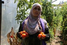 المزارعون في طرطوس السورية يستعيدون محصول الطماطم بدعم من برنامج الأغذية العالمي ومنظمة الأغذية والزراعة
