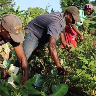 Farmers harvest their spinach in Haiti's Center Department, which will be cooked up in WFP school meals. While violence has hit many Haitian farmers, some can still till their fields. Photo: WFP/Alexis Masciarelli 