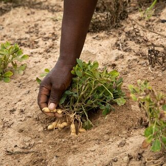 Surely (48), a small holder farmer and beneficiary of WFP’s R4 resilience building programme harvests peanuts in Matake Village. Photo: WFP/Samantha Reinders